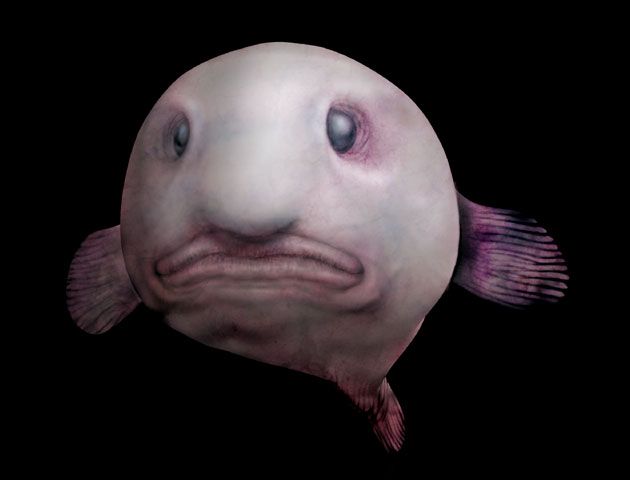 Picture Of A BlobFish