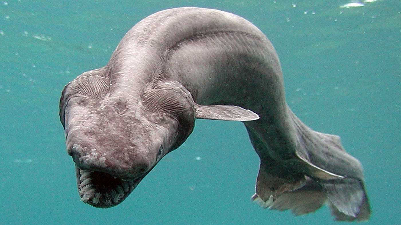 Picture Of A Frilled Shark