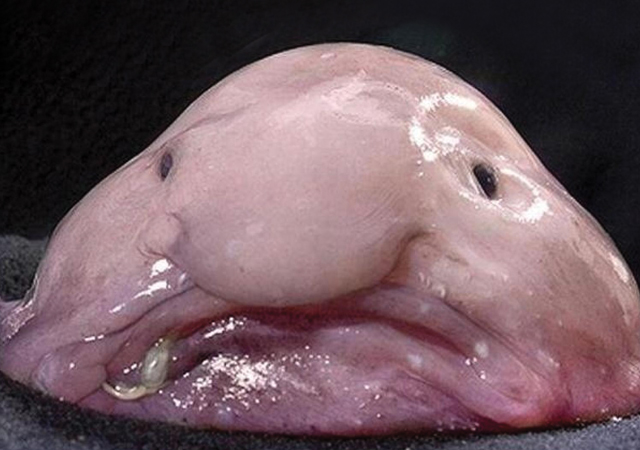 Picture Of A BlobFish